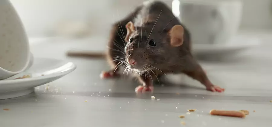 Attic Rat Exclusion Service in Grants Pass