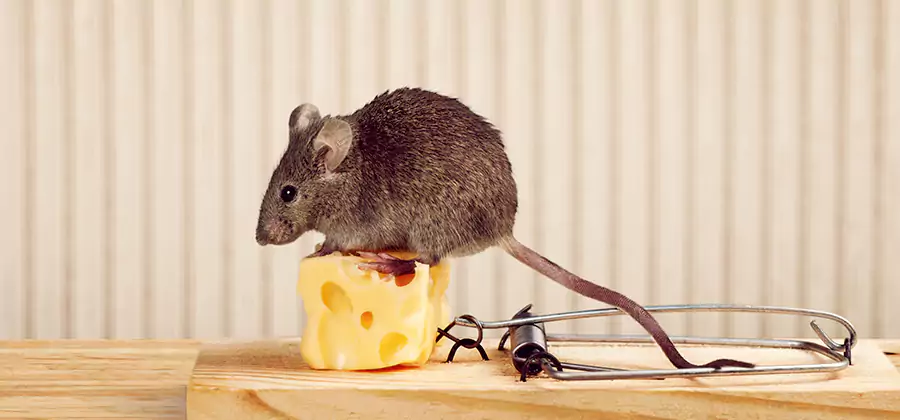 Commercial Rodent Exclusion Services in Grants Pass