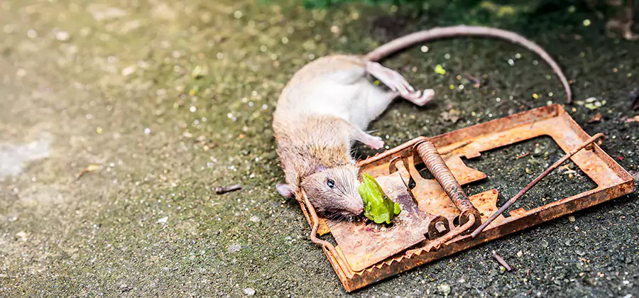 Rat Trapping in Grants Pass