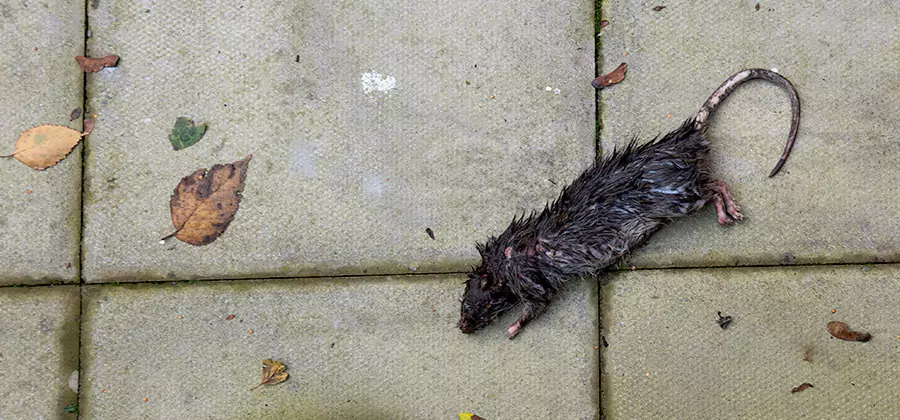 Rodent inspection service in Grants Pass
