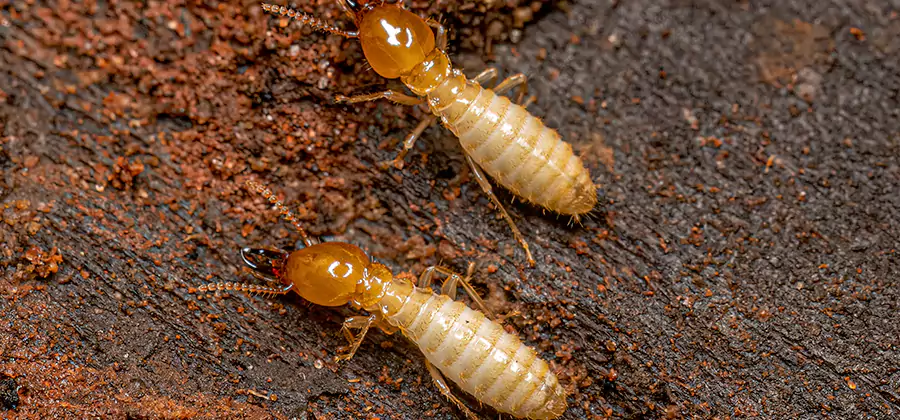Sentricon Residential Termite Control in Grants Pass