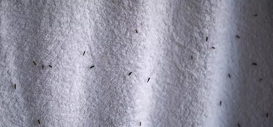 Small Black Ants in Bathroom Treatment in Grants Pass