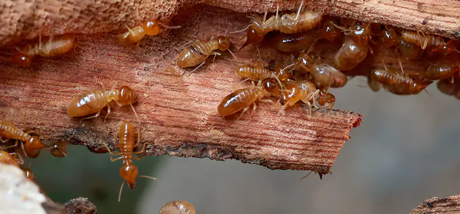 Perimeter Soil Termite Treatment in Grants Pass