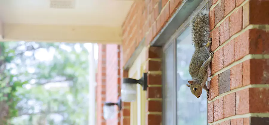 Squirrel Inside Walls Removal in Grants Pass