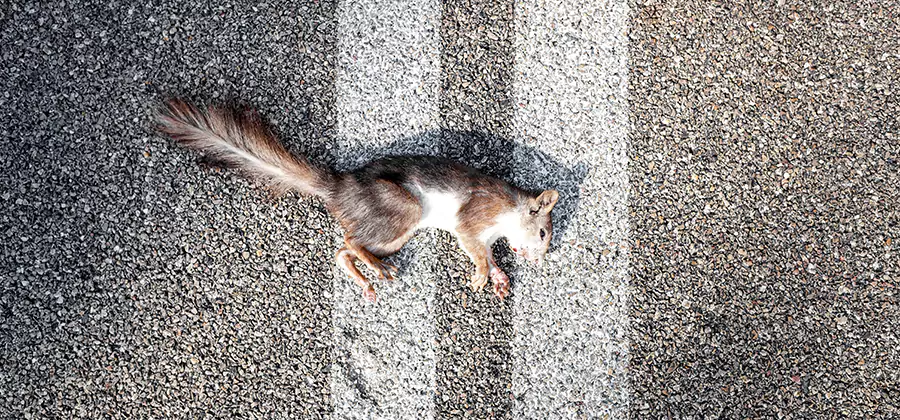 Dead Squirrel Removal in Grants Pass