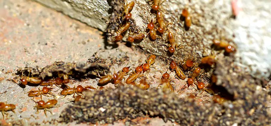 Wood Treatment and Localized Termite Solutions in Grants Pass