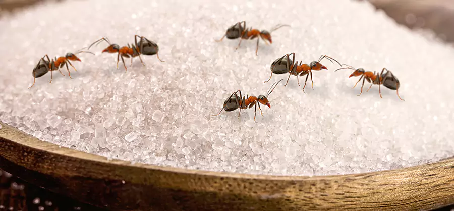 Indoor Sugar Ant Treatment in Grants Pass