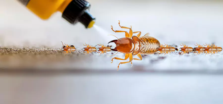 Foundation Termite Spraying Control in Grants Pass