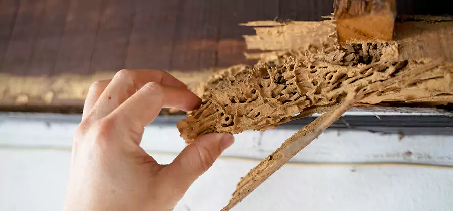Pre-Construction Termite Treatment in Grants Pass