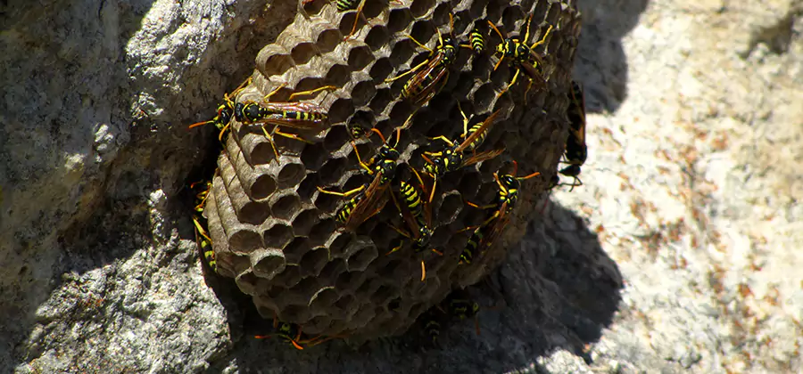 Wasp Nest in Tree Removal Grants Pass
