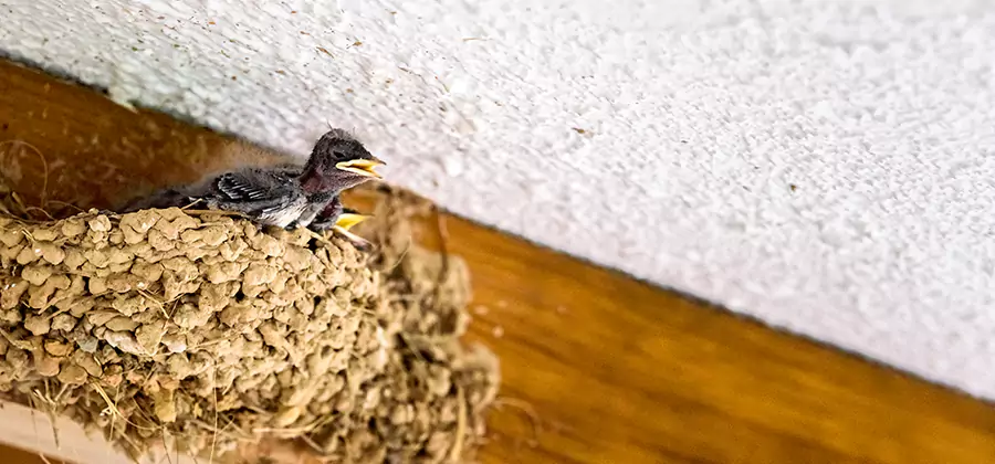 Bird Removal From House in Grants Pass