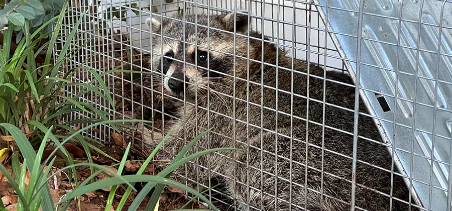 Wildlife Relocation Services in Grants Pass