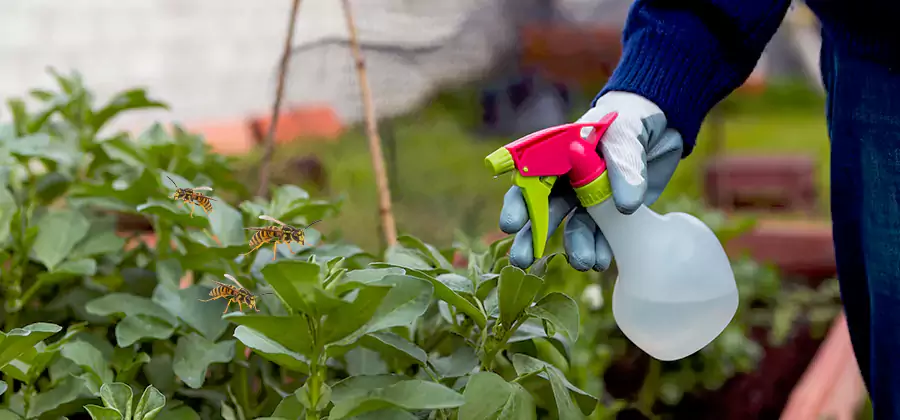Yellow Jacket Pest Removal for Commercial Properties in Grants Pass