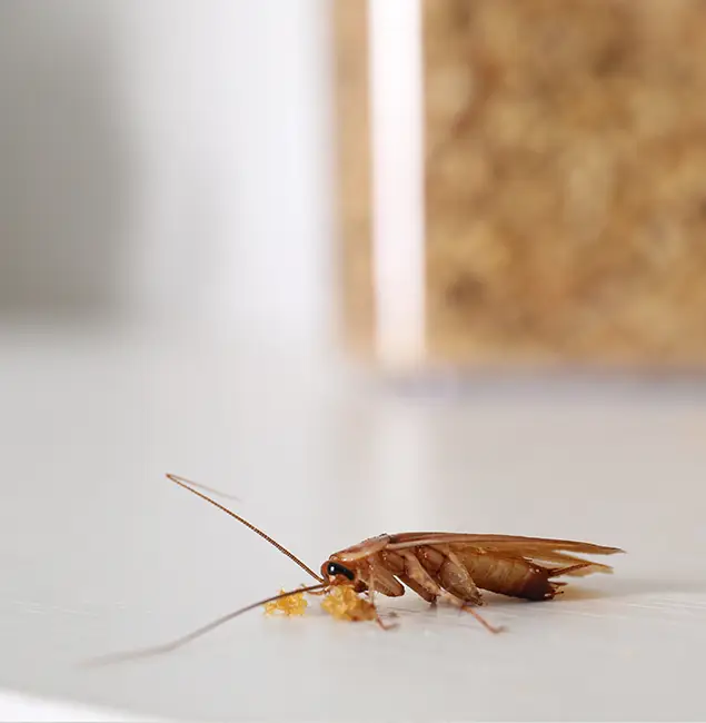 Why Grants Pass Pest Control Pro Stands Out in Grants Pass, OR?