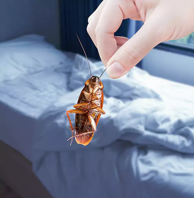 Why Choose Grants Pass Pest Control Pro for Bed Bug Extermination in Grants Pass, OR?