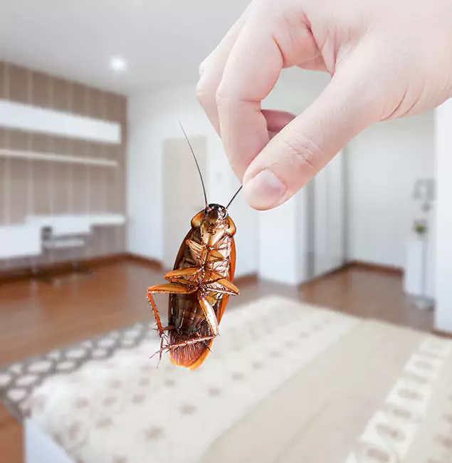 Why Grants Pass Pest Control Pro Stand Out for Bed Bug Fumigation in Grants Pass, OR?