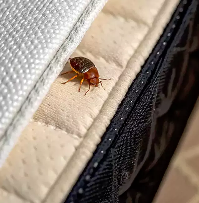 Why Choose Grants Pass Pest Control Pro for Bed Bug Treatment at Home in Grants Pass, OR?