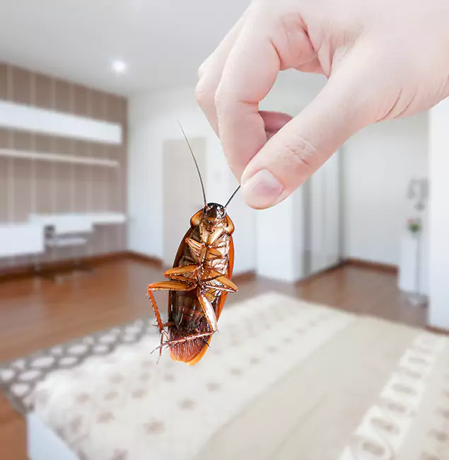 Why Grants Pass Pest Control Pro Stand Out For Bed Bug Inspection in Grants Pass, OR?