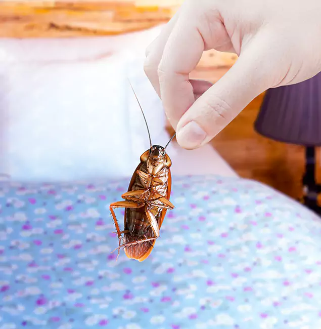 Why Choose Grants Pass Pest Control Pro for Bed Bug Treatment in Grants Pass, OR?