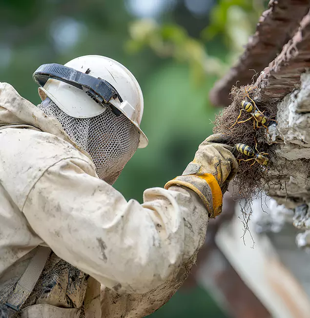 Why Grants Pass Property Owners Choose Grants Pass Pest Control Pro for Bee Exterminator?