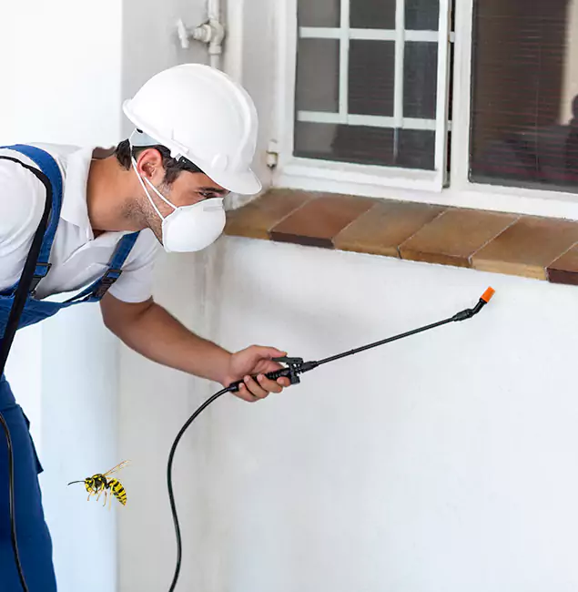 Why Grants Pass Property Owners Choose Grants Pass Pest Control Pro for Bee Nest Removal?