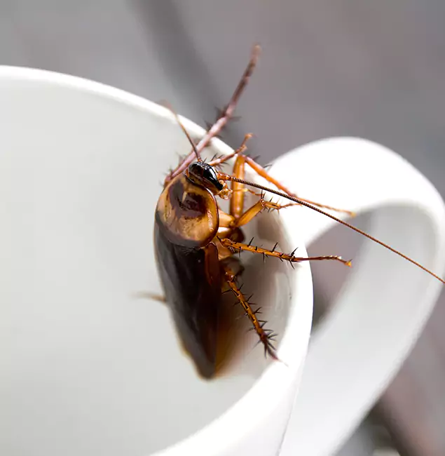 Why Grants Pass, OR Residents Trust Grants Pass Pest Control Pro for Cockroach Fumigation?