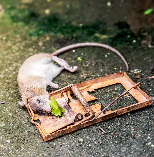 Why Grants Pass, OR Homeowners Trust Grants Pass Pest Control Pro for Rodent Removal?