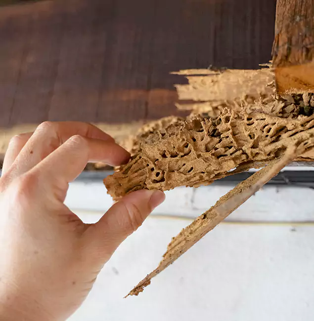 Why Choose Grants Pass Pest Control Pro in Grants Pass, OR?