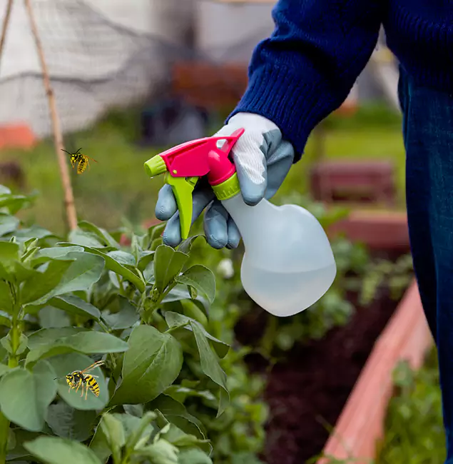 Why Grants Pass Homeowners Choose Grants Pass Pest Control Pro for Honey Bee Removal?