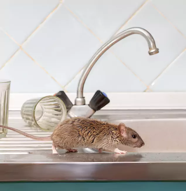 Why Grants Pass, OR Trusts Grants Pass Pest Control Pro for Humane Rodent Control?