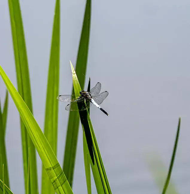 Why Grants Pass Families Trust Grants Pass Pest Control Pro for Mosquito Prevention?