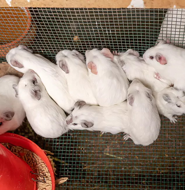 Why Grants Pass Pest Control Pro Is the Trusted Choice in Grants Pass, OR?