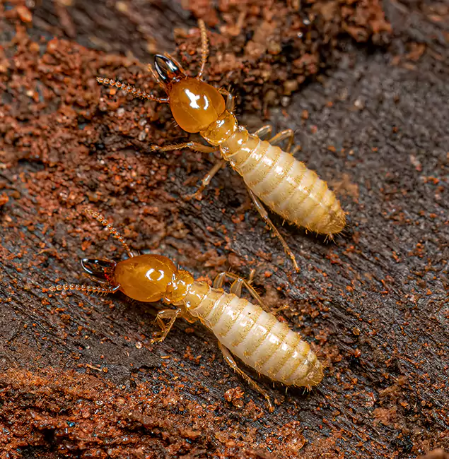 Why Choose Grants Pass Pest Control Pro for Termite Treatment Without Tenting in Grants Pass, OR?