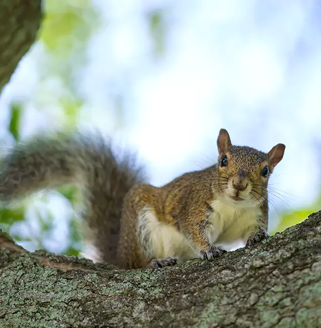 Why Grants Pass, OR Relies on Grants Pass Pest Control Pro for Squirrel Pest Control?