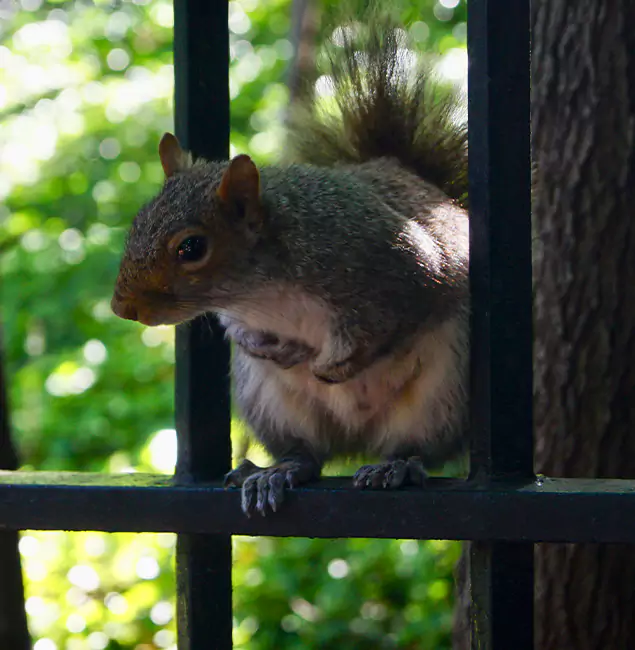 Why Grants Pass, OR Chooses Grants Pass Pest Control Pro for Squirrel Removal?