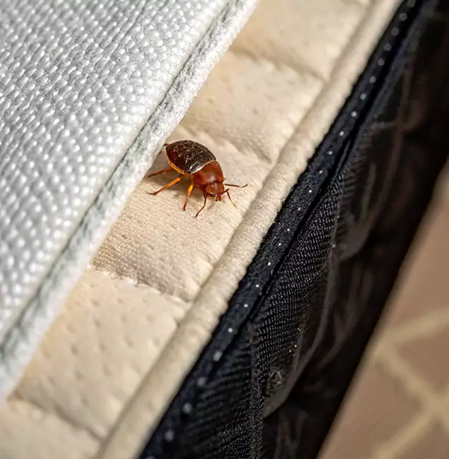 Why Grants Pass Homeowners Trust Grants Pass Pest Control Pro for Tick Treatment?