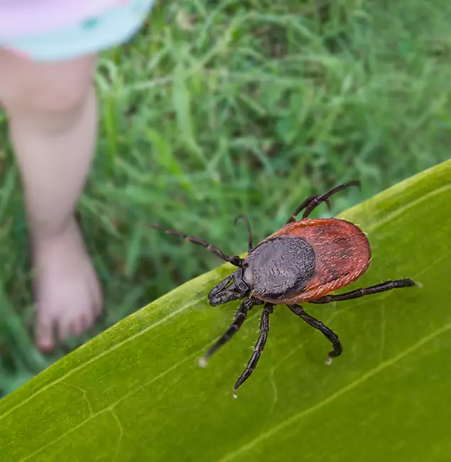 Why Grants Pass Homeowners Choose Grants Pass Pest Control Pro for Tick Extermination?