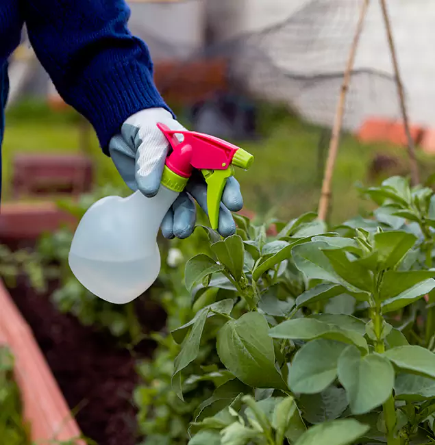 Why Grants Pass Relies on Grants Pass Pest Control Pro for Wasp Control Services?