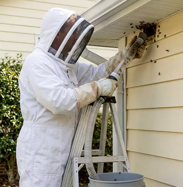 Why Grants Pass Trusts Grants Pass Pest Control Pro for Wasp Control?