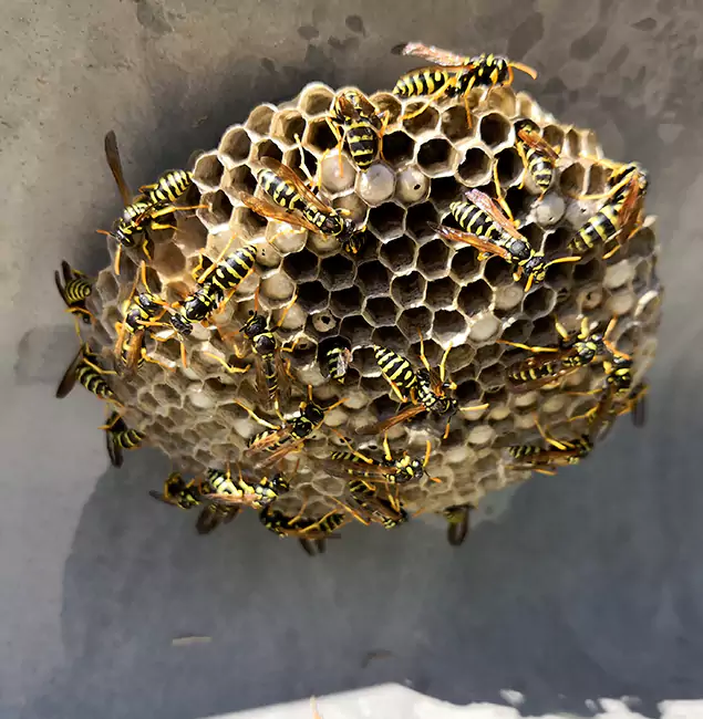 Why Grants Pass Chooses Grants Pass Pest Control Pro for Wasp Control Services?