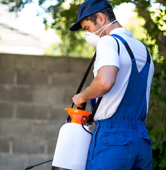 Why Grants Pass Pest Control Pro Is the Right Choice for Yellow Jacket Removal in Grants Pass, OR?