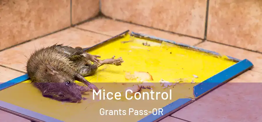  Mice Control Grants Pass-OR
