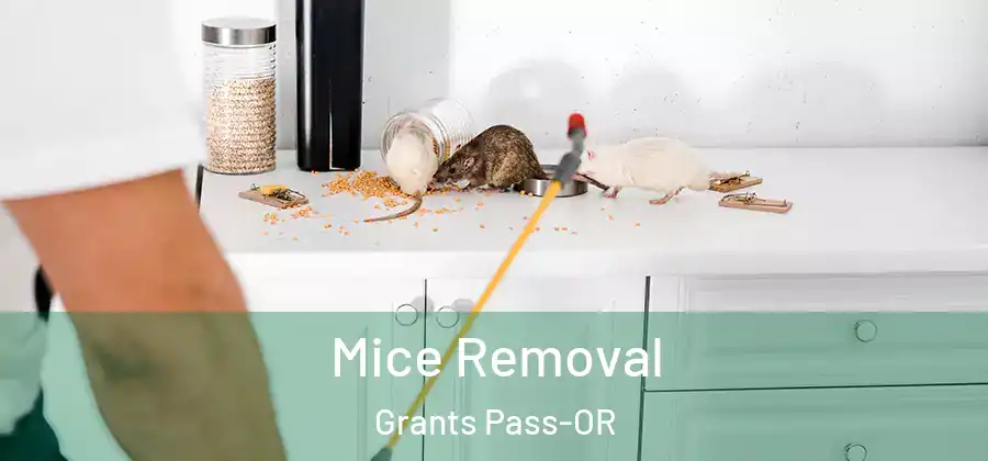  Mice Removal Grants Pass-OR