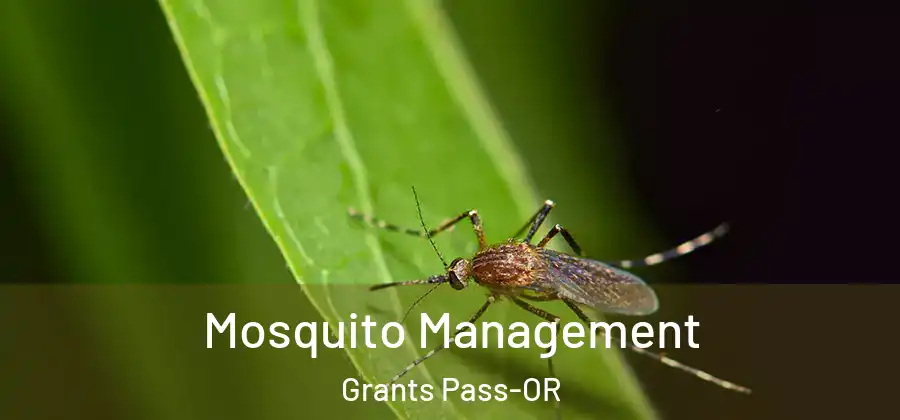  Mosquito Management Grants Pass-OR