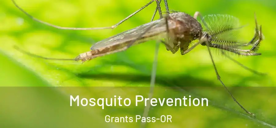  Mosquito Prevention Grants Pass-OR