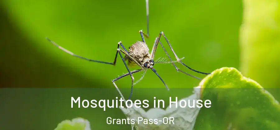 Mosquitoes in House Grants Pass-OR