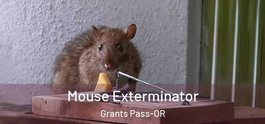  Mouse Exterminator Grants Pass-OR