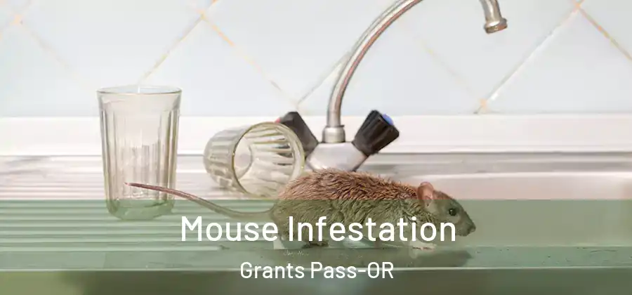  Mouse Infestation Grants Pass-OR