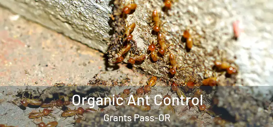  Organic Ant Control Grants Pass-OR