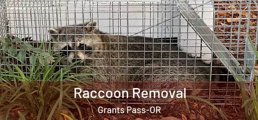 Raccoon Removal Grants Pass-OR